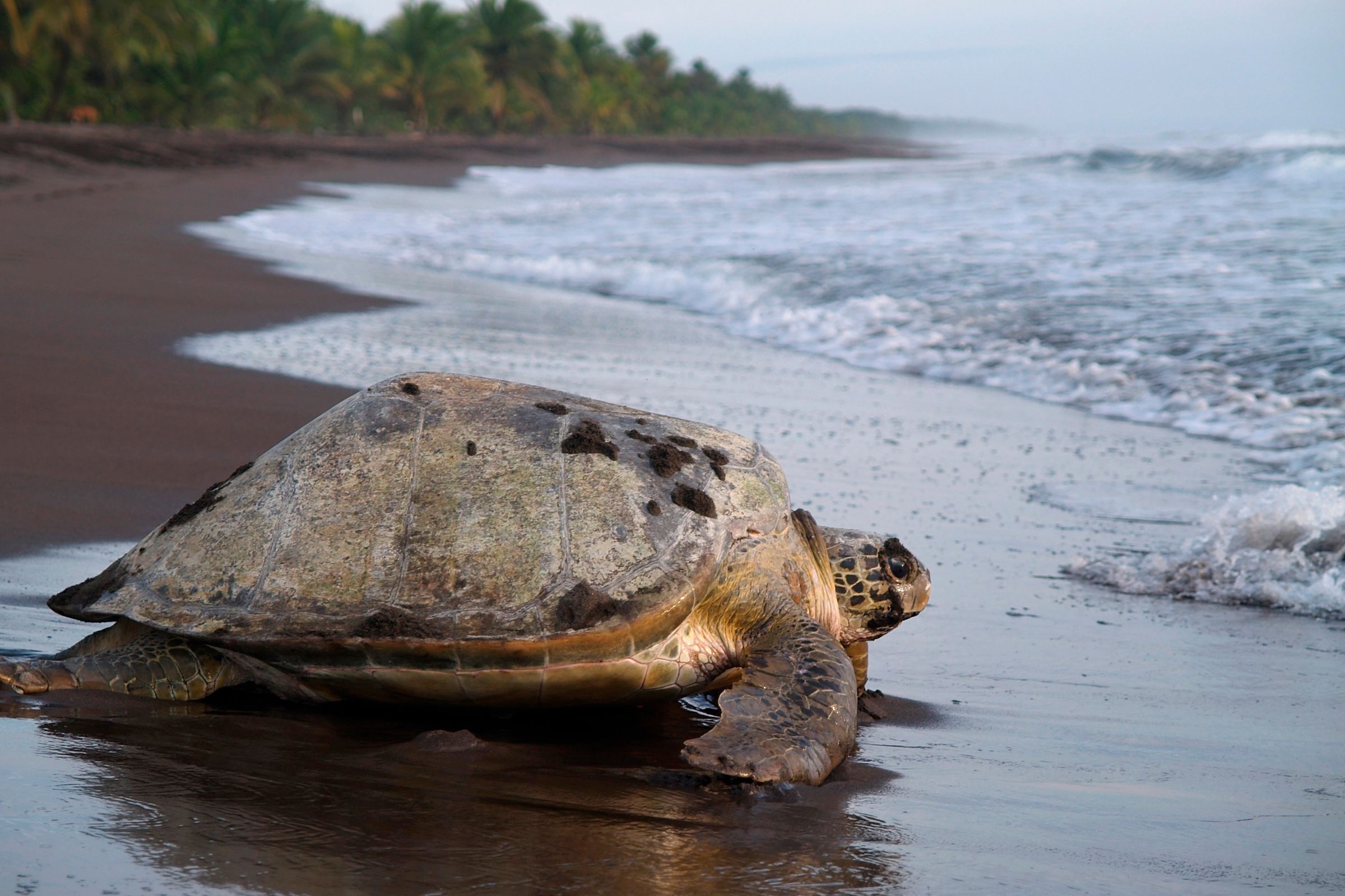 Turtle Nesting